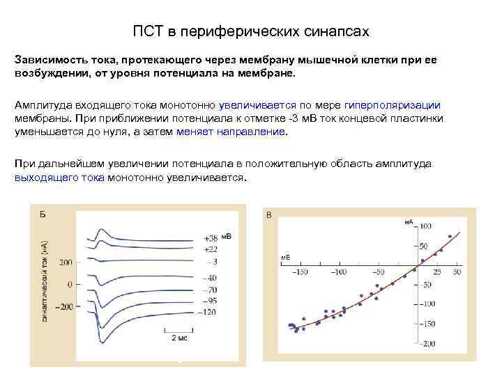 ПСТ в периферических синапсах Зависимость тока, протекающего через мембрану мышечной клетки при ее возбуждении,