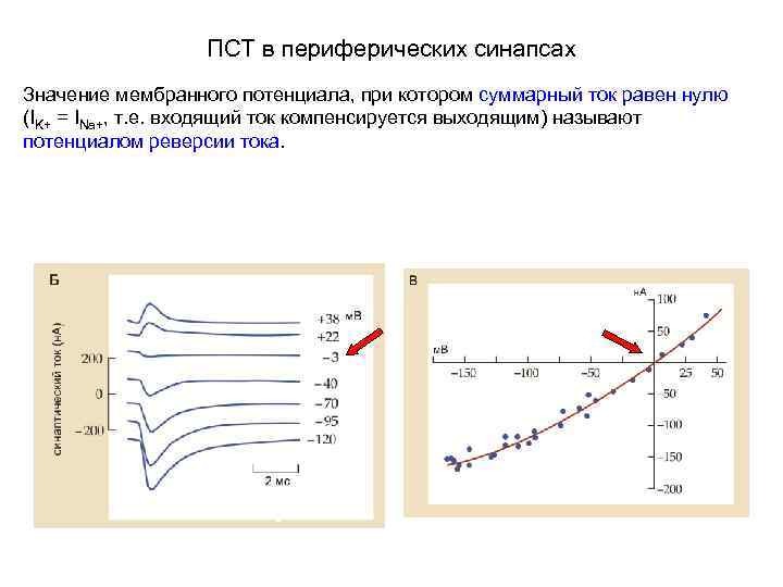 ПСТ в периферических синапсах Значение мембранного потенциала, при котором суммарный ток равен нулю (IK+