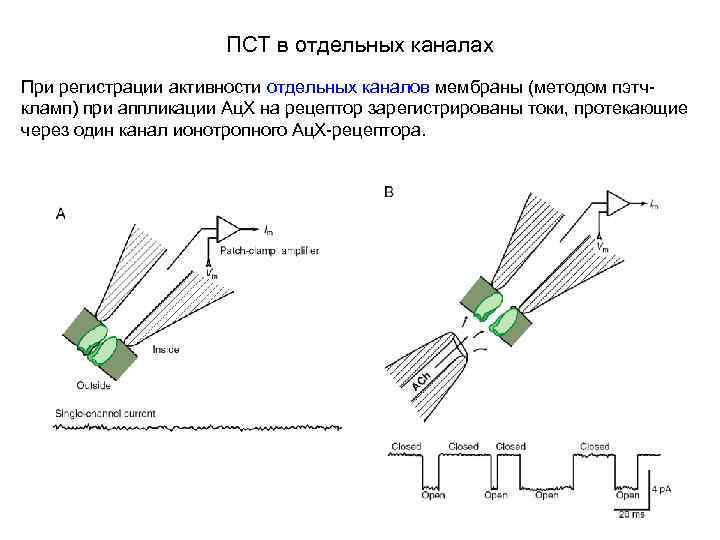 ПСТ в отдельных каналах При регистрации активности отдельных каналов мембраны (методом пэтчкламп) при аппликации