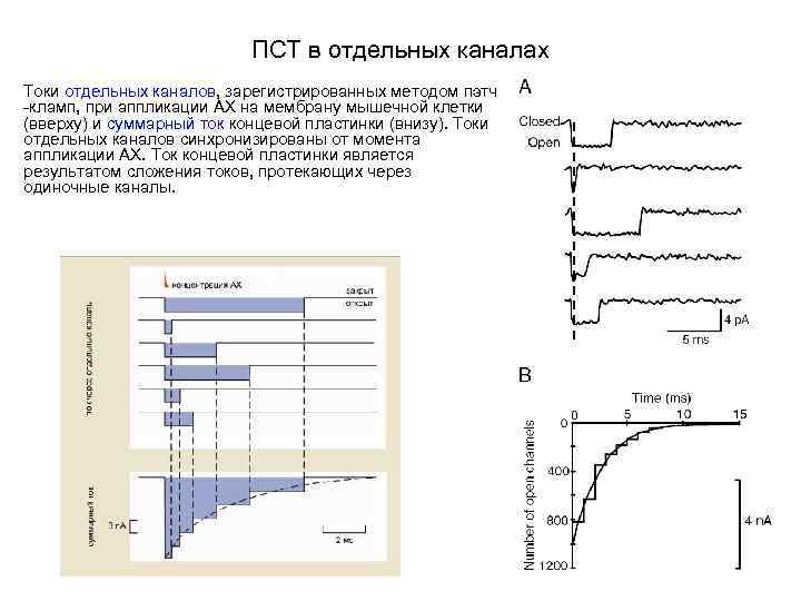 ПСТ в отдельных каналах Токи отдельных каналов, зарегистрированных методом пэтч -кламп, при аппликации АХ