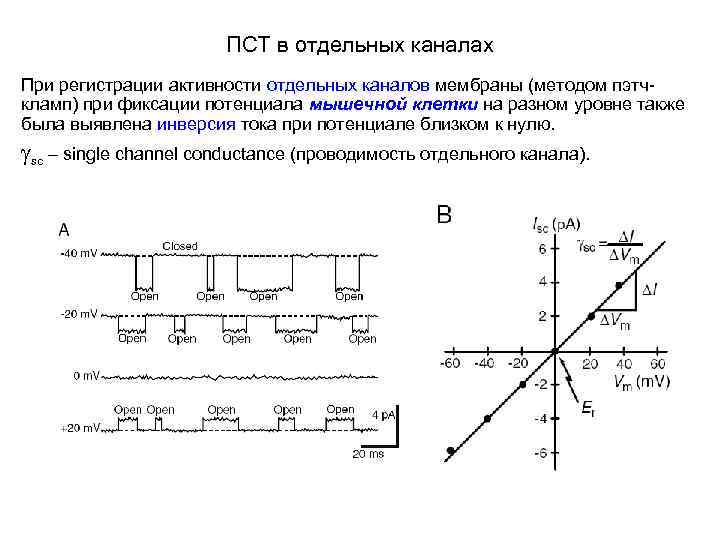 ПСТ в отдельных каналах При регистрации активности отдельных каналов мембраны (методом пэтчкламп) при фиксации