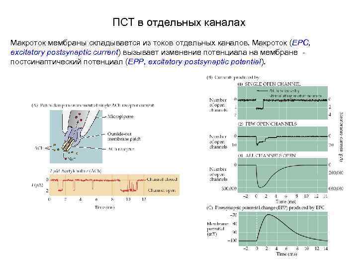 ПСТ в отдельных каналах Макроток мембраны складывается из токов отдельных каналов. Макроток (EPC, excitatory