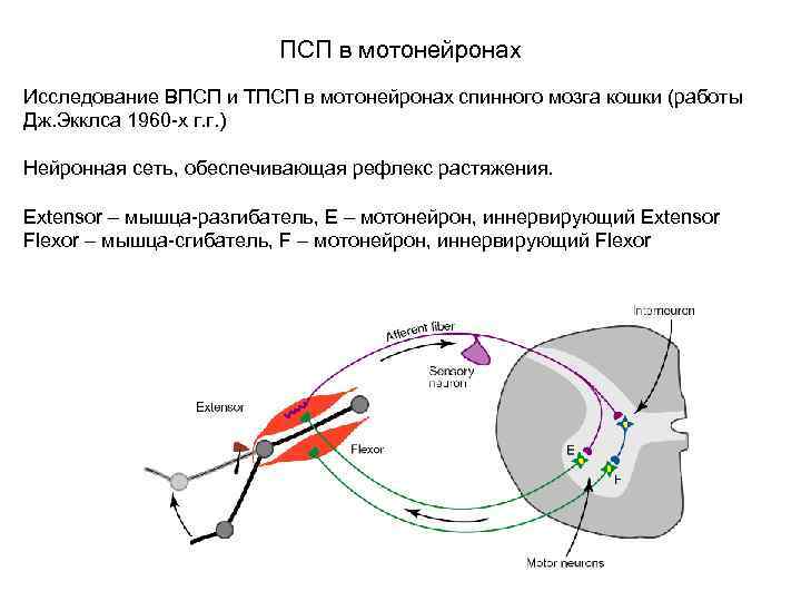 ПСП в мотонейронах Исследование ВПСП и ТПСП в мотонейронах спинного мозга кошки (работы Дж.