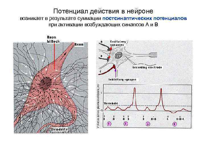 Потенциал действия в нейроне возникает в результате суммации постсинаптических потенциалов при активации возбуждающих синапсов
