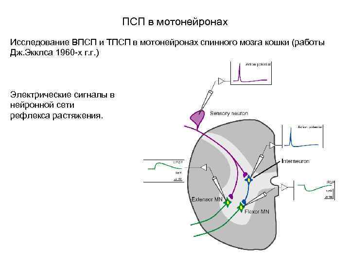 ПСП в мотонейронах Исследование ВПСП и ТПСП в мотонейронах спинного мозга кошки (работы Дж.