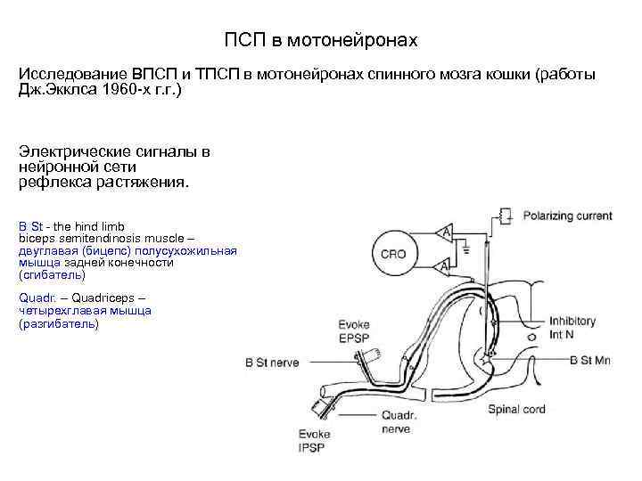 ПСП в мотонейронах Исследование ВПСП и ТПСП в мотонейронах спинного мозга кошки (работы Дж.