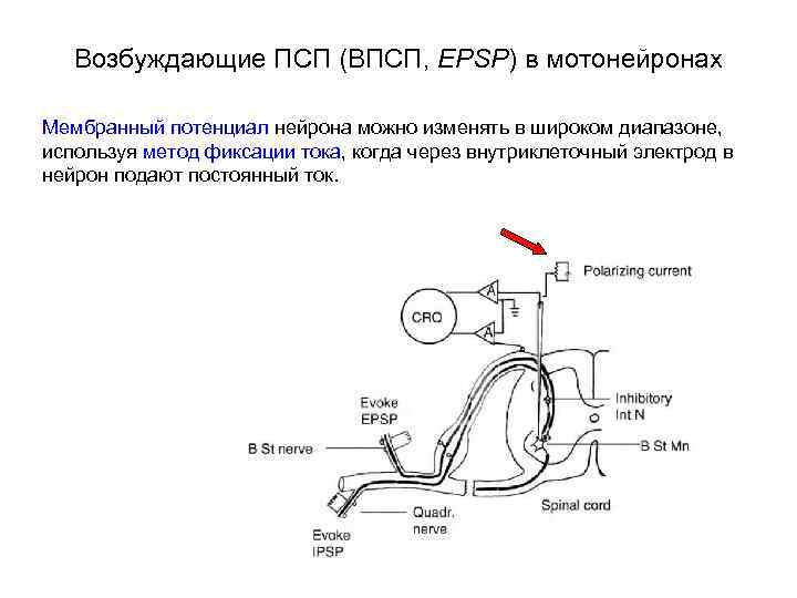 Схема торможения мотонейронов дуги сгибательного рефлекса в опыте сеченова