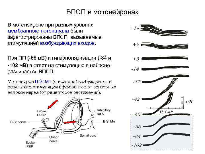 ВПСП в мотонейронах В мотонейроне при разных уровнях мембранного потенциала были зарегистрированы ВПСП, вызываемые