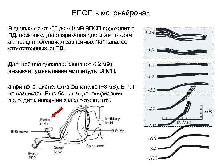 ВПСП в мотонейронах В диапазоне от -60 до -40 м. В ВПСП переходит в