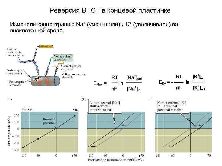 Реверсия ВПСТ в концевой пластинке Изменяли концентрацию Na+ (уменьшали) и К+ (увеличивали) во внеклеточной