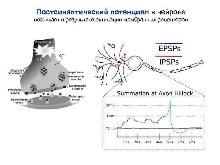 Постсинаптический потенциал в нейроне возникает в результате активации мембранных рецепторов 