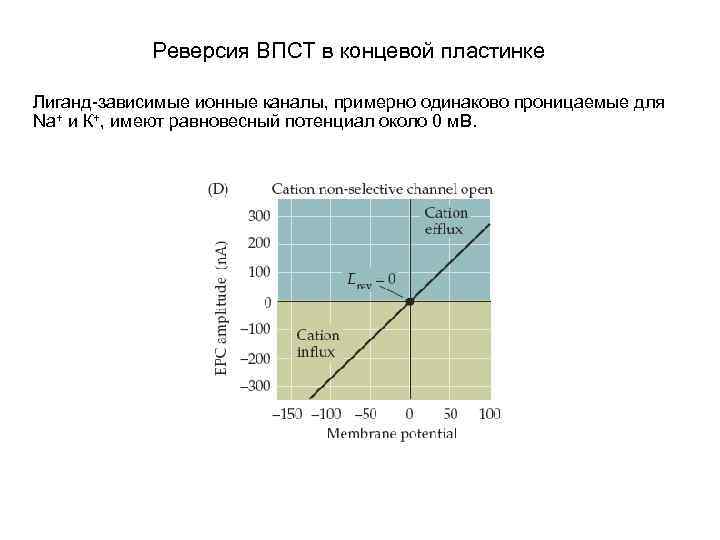 Реверсия ВПСТ в концевой пластинке Лиганд-зависимые ионные каналы, примерно одинаково проницаемые для Na+ и