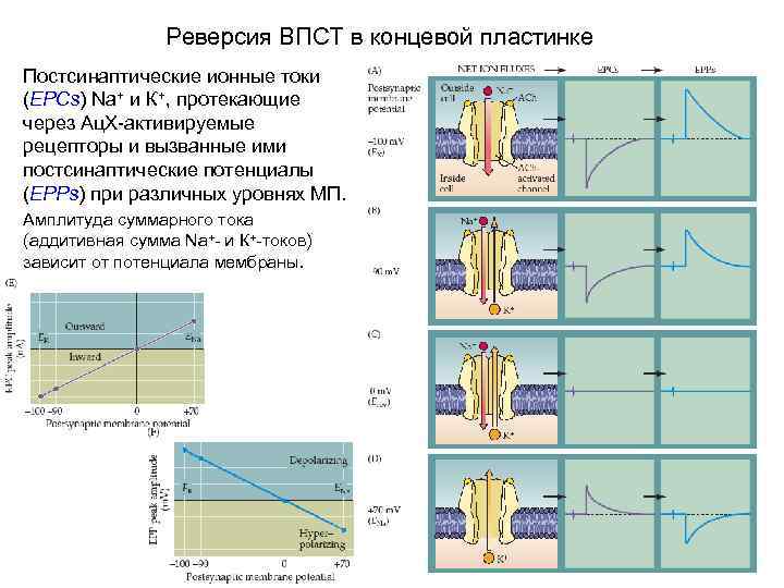 Реверсия ВПСТ в концевой пластинке Постсинаптические ионные токи (EPCs) Na+ и К+, протекающие через