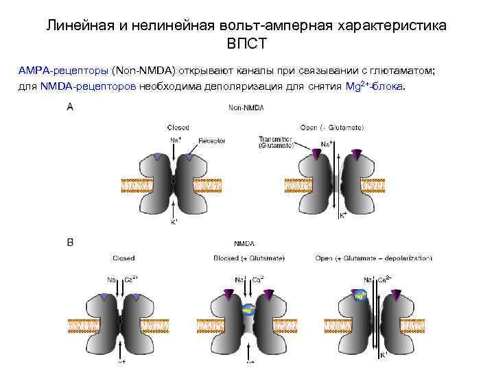 Линейная и нелинейная вольт-амперная характеристика ВПСТ АМРА-рецепторы (Non-NMDA) открывают каналы при связывании с глютаматом;