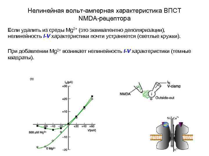 Нелинейная вольт-амперная характеристика ВПСТ NMDA-рецептора Если удалить из среды Mg 2+ (это эквивалентно деполяризации),