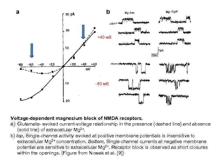 +40 м. В -60 м. В Voltage-dependent magnesium block of NMDA receptors. a) Glutamate-