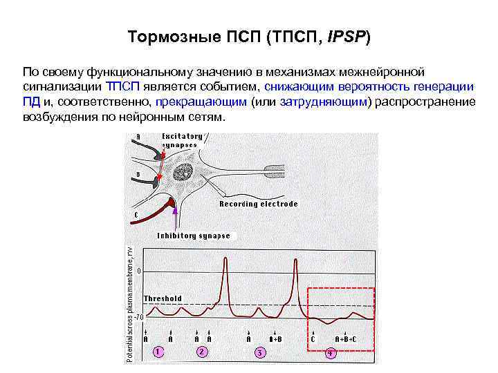 Явления потенциала действия. Ионные механизмы ВПСП. Механизм генерация ВПСП. Механизм возникновения постсинаптического потенциала. Ионные механизмы формирования ВПСП И ТПСП.