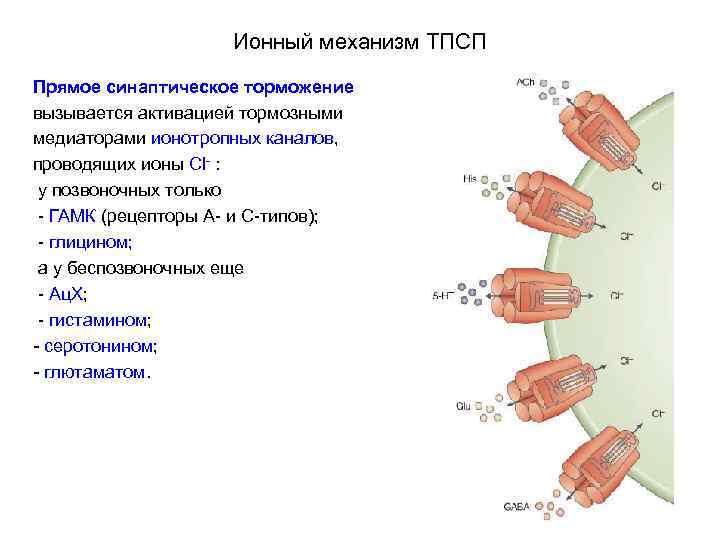 Ионный механизм ТПСП Прямое синаптическое торможение вызывается активацией тормозными медиаторами ионотропных каналов, проводящих ионы