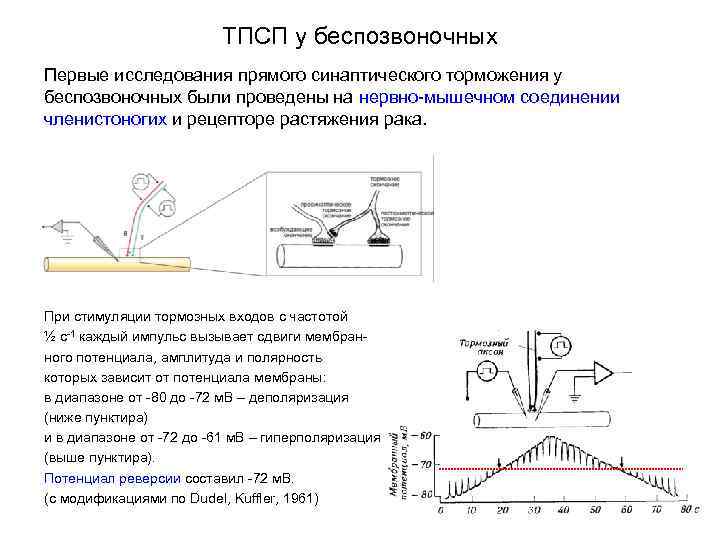 ТПСП у беспозвоночных Первые исследования прямого синаптического торможения у беспозвоночных были проведены на нервно-мышечном