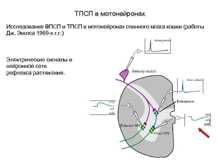 ТПСП в мотонейронах Исследование ВПСП и ТПСП в мотонейронах спинного мозга кошки (работы Дж.