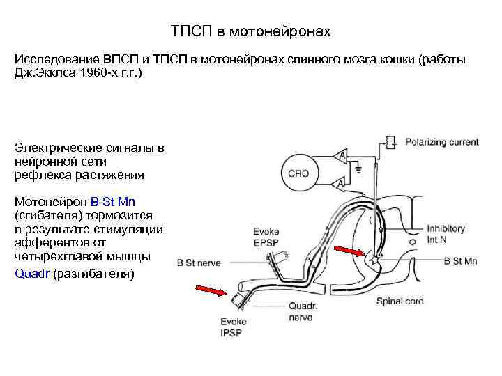 ТПСП в мотонейронах Исследование ВПСП и ТПСП в мотонейронах спинного мозга кошки (работы Дж.