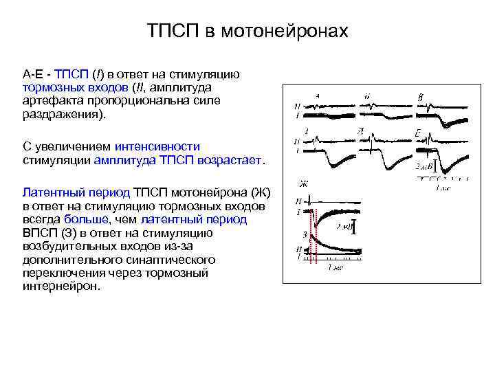 ТПСП в мотонейронах А-Е - ТПСП (I) в ответ на стимуляцию тормозных входов (II,