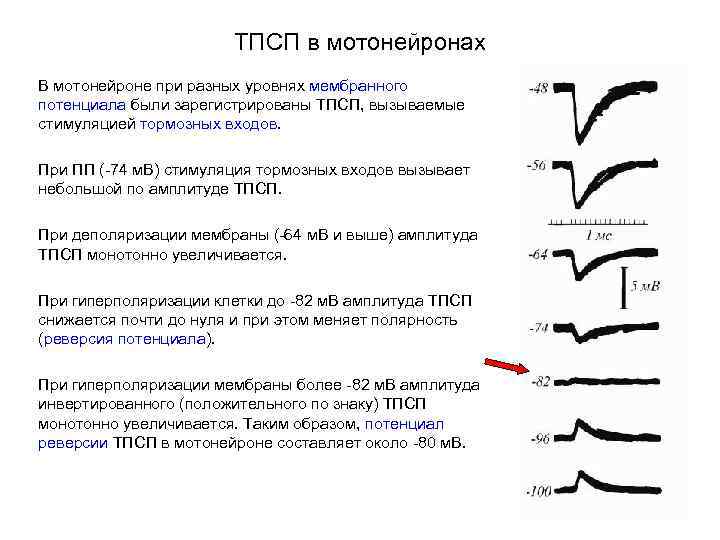 ТПСП в мотонейронах В мотонейроне при разных уровнях мембранного потенциала были зарегистрированы ТПСП, вызываемые