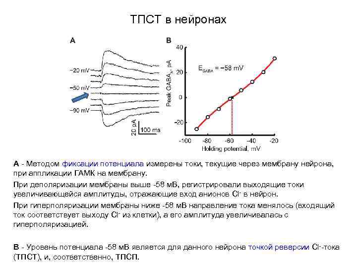 ТПСТ в нейронах A - Методом фиксации потенциала измерены токи, текущие через мембрану нейрона,