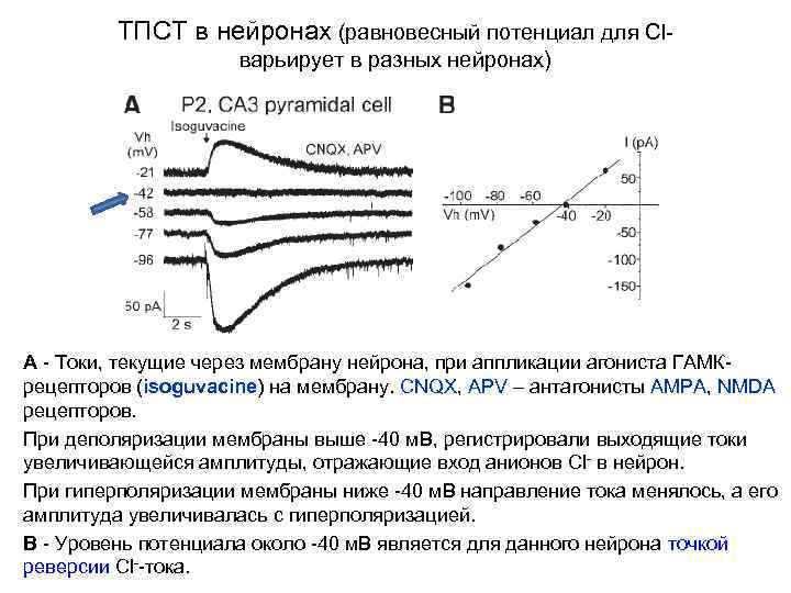 ТПСТ в нейронах (равновесный потенциал для Cl- варьирует в разных нейронах) A - Токи,