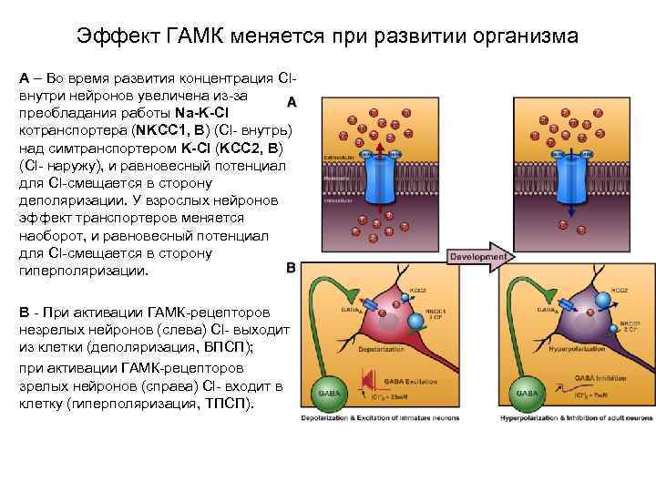 Эффект ГАМК меняется при развитии организма A – Во время развития концентрация Clвнутри нейронов