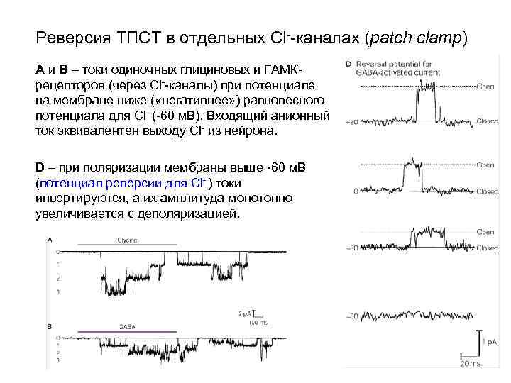 Реверсия ТПСТ в отдельных Cl--каналах (patch clamp) A и B – токи одиночных глициновых