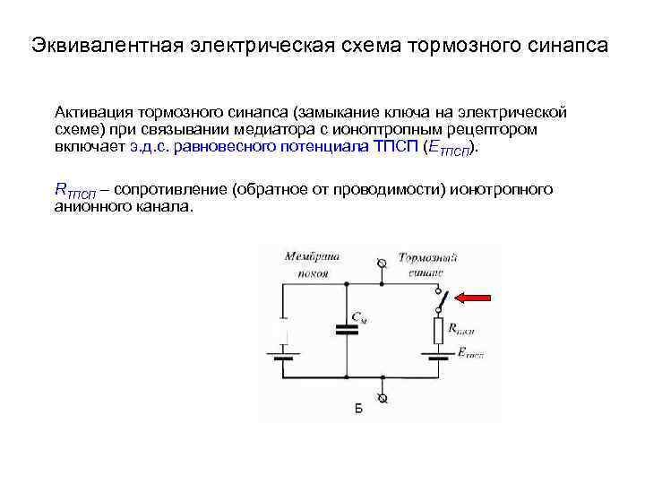 Простейшая электрическая эквивалентная схема биологической ткани