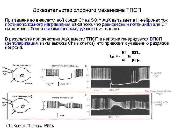 Доказательство хлорного механизма ТПСП При замене во внеклеточной среде Cl- на SO 42 -