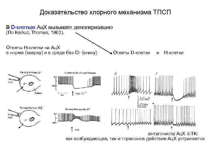 Доказательство хлорного механизма ТПСП В D-клетках Ац. Х вызывает деполяризацию (По Kerkut, Thomas, 1963).