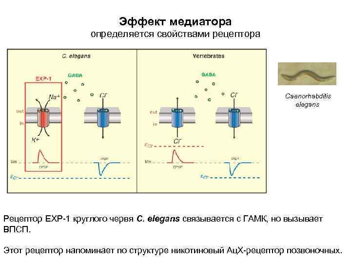 Эффект медиатора определяется свойствами рецептора Caenorhabditis elegans Рецептор EXP-1 круглого червя С. elegans связывается