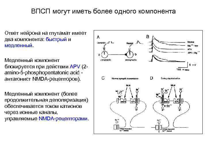 ВПСП могут иметь более одного компонента Ответ нейрона на глутамат имеет два компонента: быстрый