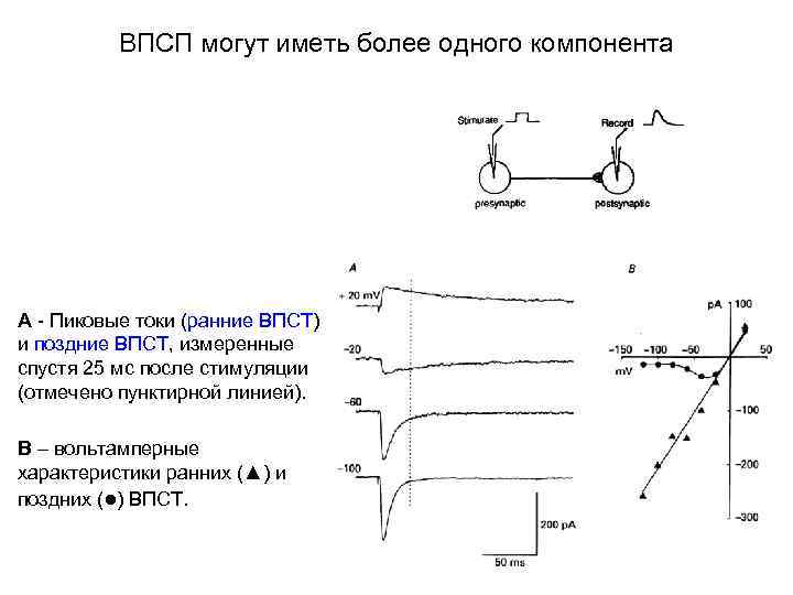 ВПСП могут иметь более одного компонента А - Пиковые токи (ранние ВПСТ) и поздние