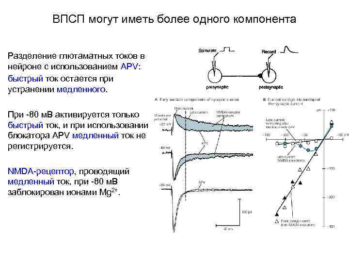 ВПСП могут иметь более одного компонента Разделение глютаматных токов в нейроне с использованием APV: