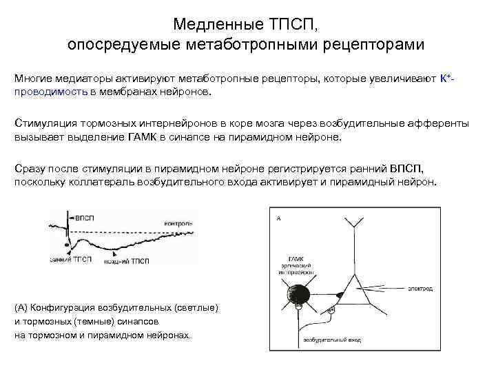 Медленные ТПСП, опосредуемые метаботропными рецепторами Многие медиаторы активируют метаботропные рецепторы, которые увеличивают К+проводимость в