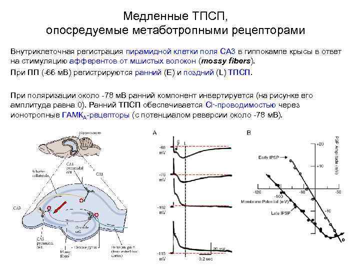 Медленные ТПСП, опосредуемые метаботропными рецепторами Внутриклеточная регистрация пирамидной клетки поля СА 3 в гиппокампе