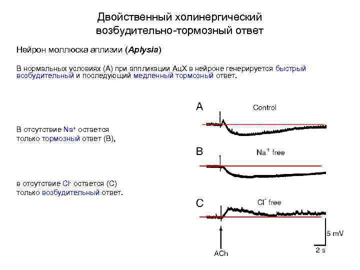 Двойственный холинергический возбудительно-тормозный ответ Нейрон моллюска аплизии (Aplysia) В нормальных условиях (А) при аппликации