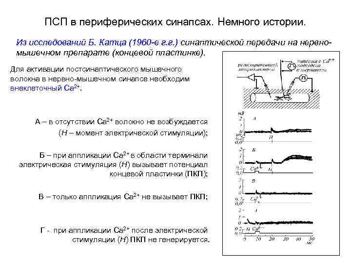 Потенциал концевой пластинки