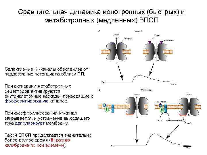 Сравнительная динамика ионотропных (быстрых) и метаботропных (медленных) ВПСП Селективные К+-каналы обеспечивают поддержание потенциала вблизи