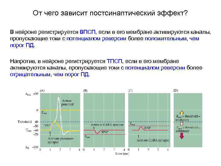 От чего зависит постсинаптический эффект? В нейроне регистрируется ВПСП, если в его мембране активируются