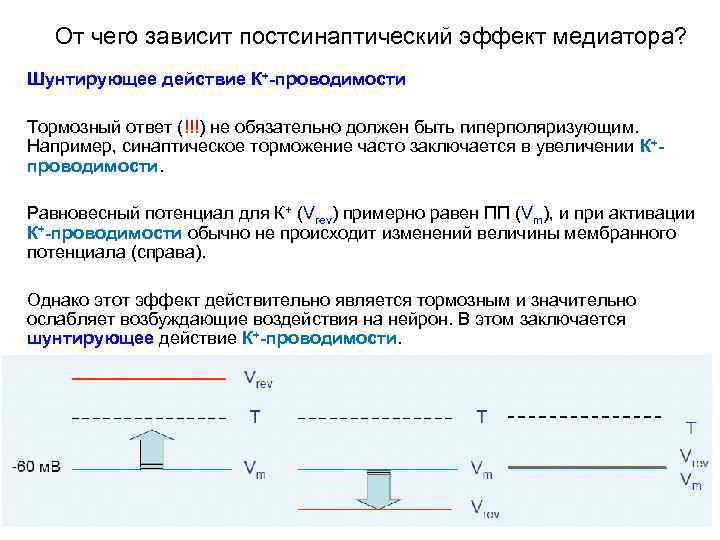 От чего зависит постсинаптический эффект медиатора? Шунтирующее действие К+-проводимости Тормозный ответ (!!!) не обязательно