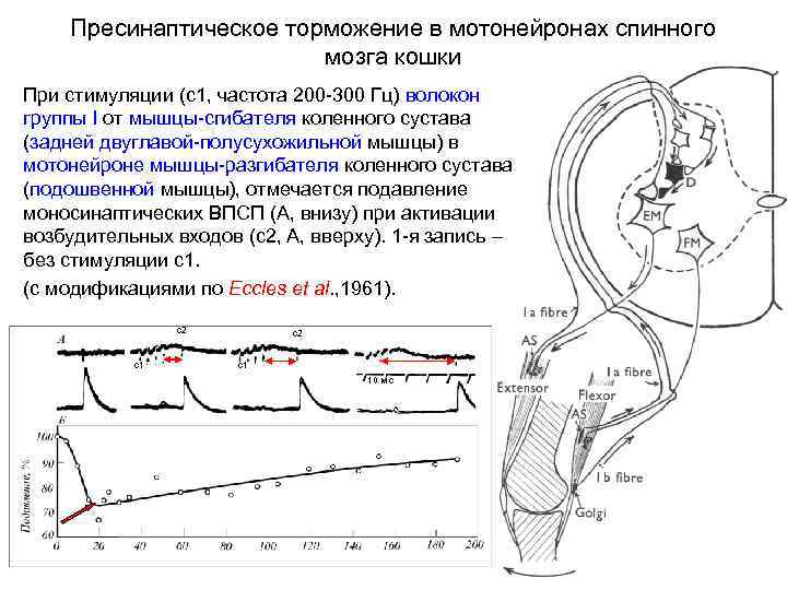 Пресинаптическое торможение в мотонейронах спинного мозга кошки При стимуляции (с1, частота 200 -300 Гц)