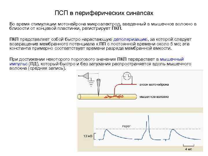 Потенциал концевой пластинки