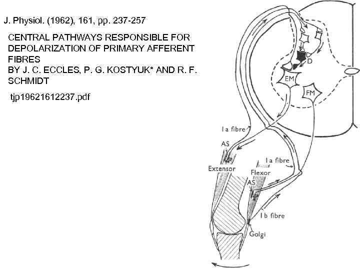 J. Physiol. (1962), 161, pp. 237 -257 CENTRAL PATHWAYS RESPONSIBLE FOR DEPOLARIZATION OF PRIMARY