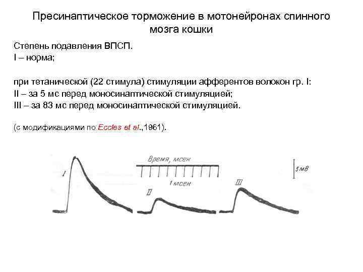Пресинаптическое торможение в мотонейронах спинного мозга кошки Степень подавления ВПСП. I – норма; при