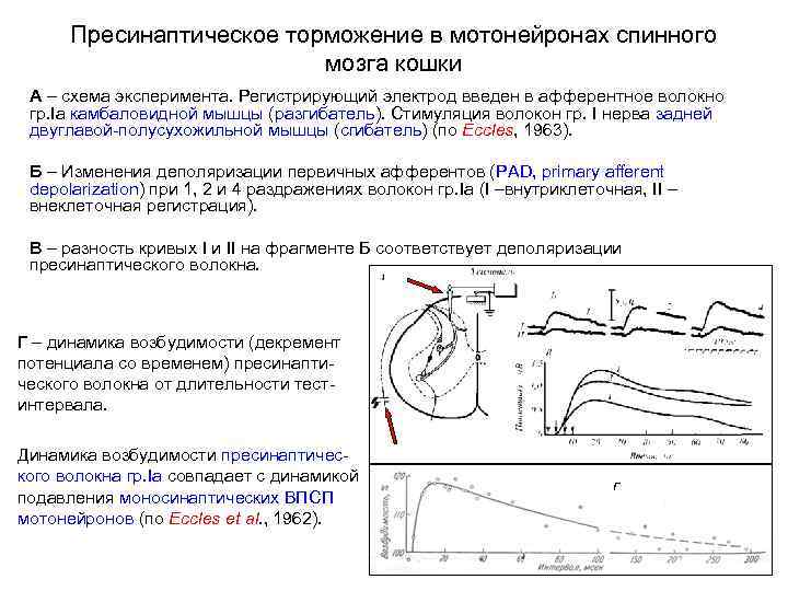 Пресинаптическое торможение в мотонейронах спинного мозга кошки А – схема эксперимента. Регистрирующий электрод введен